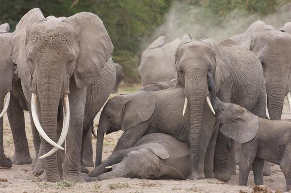 UNFORGETTABLE_ELEPHA_preview.jpg