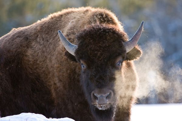 bison-en-hiver.jpg