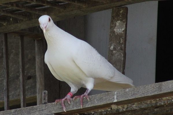 pigeon blanc