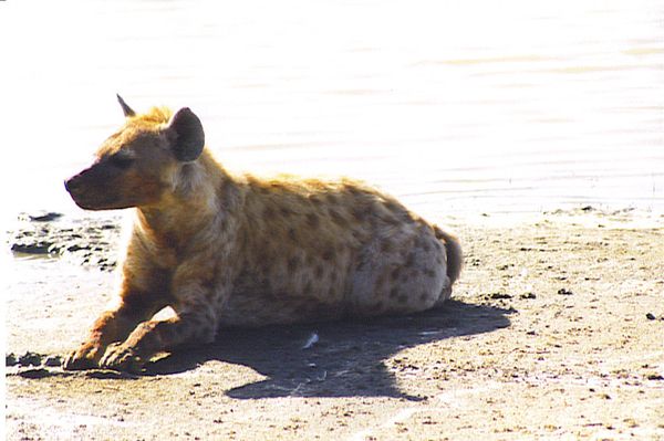 hyène 2 tanzanie