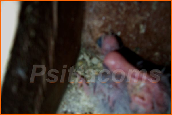 Psittacoms niché du bloc N°35,p2