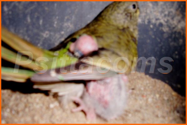 Psittacoms-Nichee-du-bloc-N-8-p2.jpg