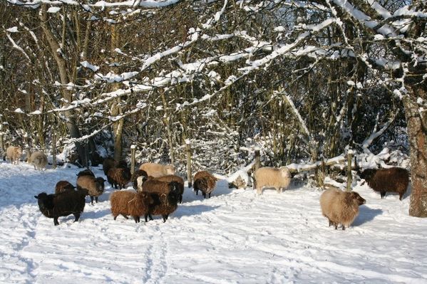 décembre 09 016