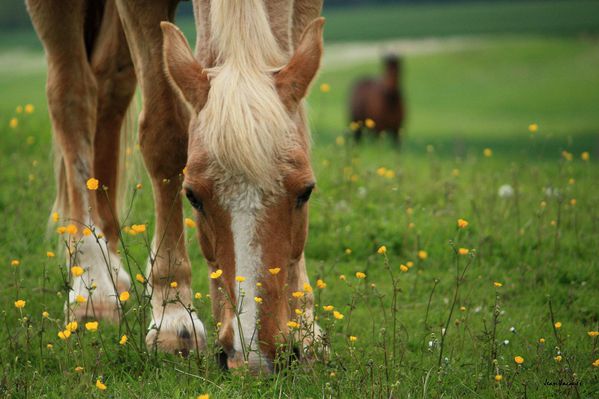 Chevaux.jpg