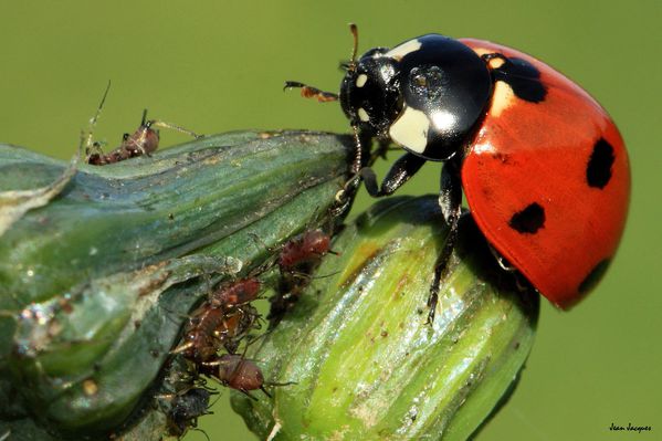La coccinelle et les pucerons