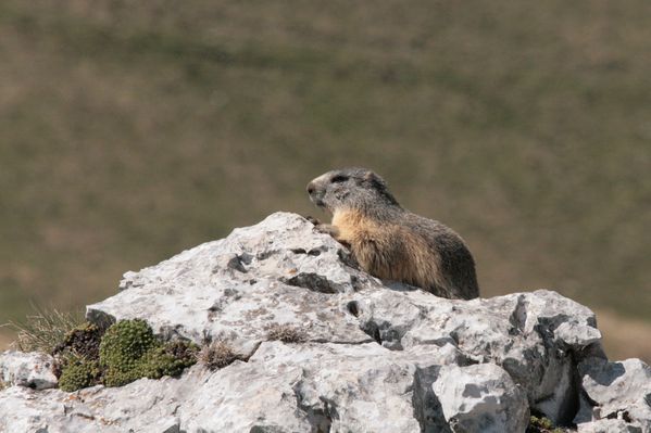 110416 Marmottes 037
