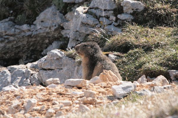 110416 Marmottes 040