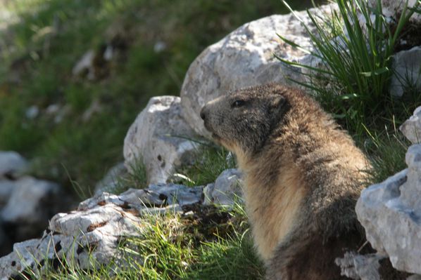 130606 Marmottes 005