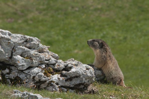 130606 Marmottes 039