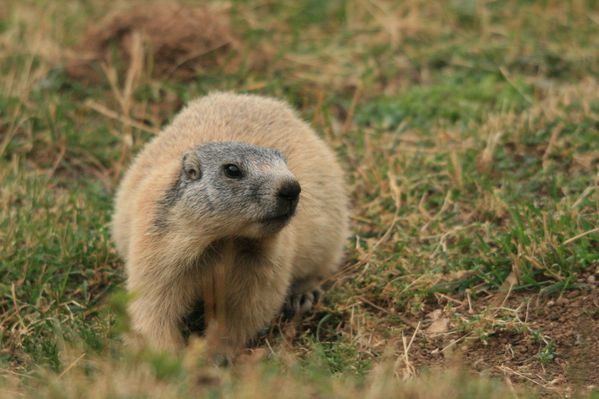 Marmotte 005