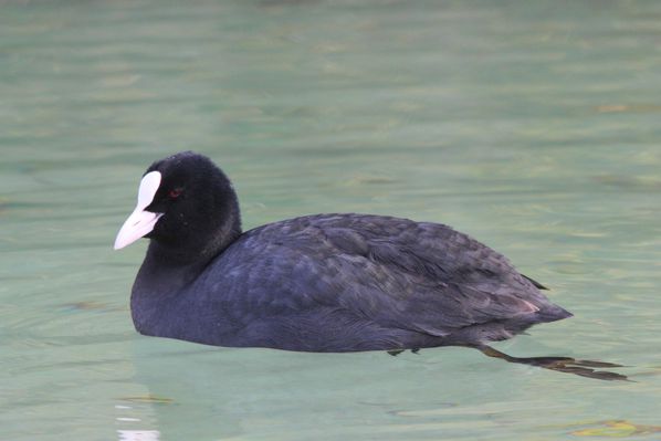 Foulque 002