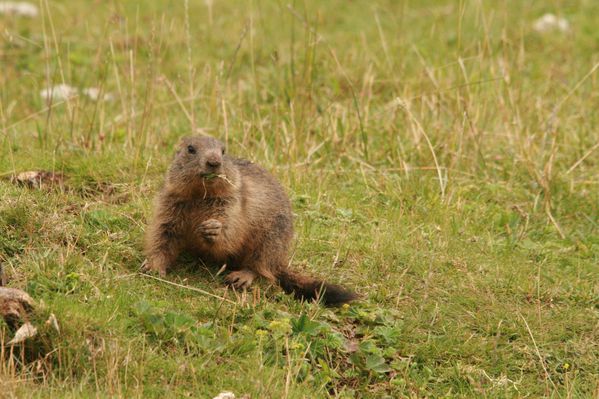 110728 Marmottes 060