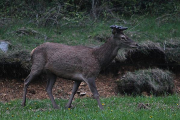 130504 Cerf 071