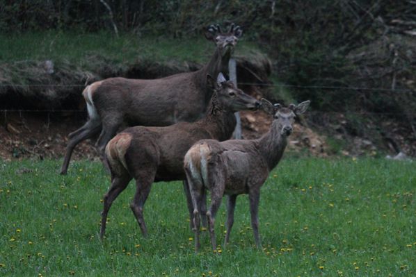 130504 Cerf 083