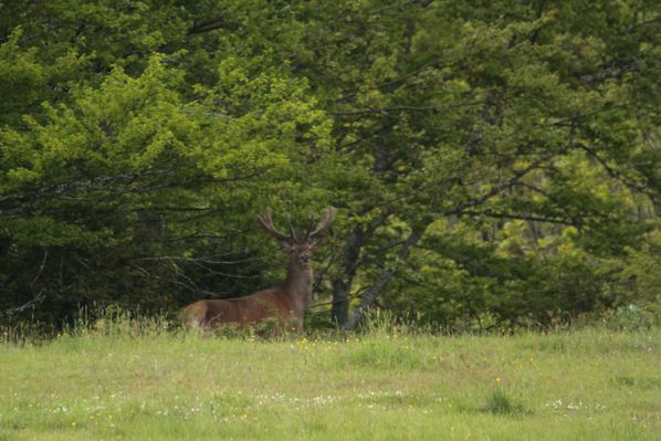 130602 Cerf 027