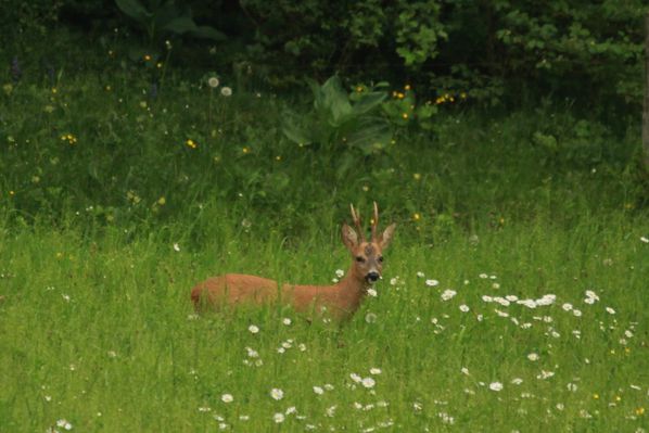 130619 Chevreuil 006