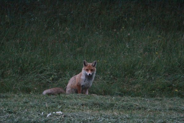 130622 Renards 052