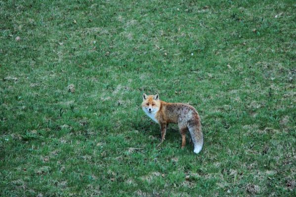 2014-05-16 Renard 006