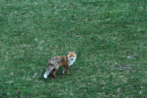 2014-05-16 Renard 007