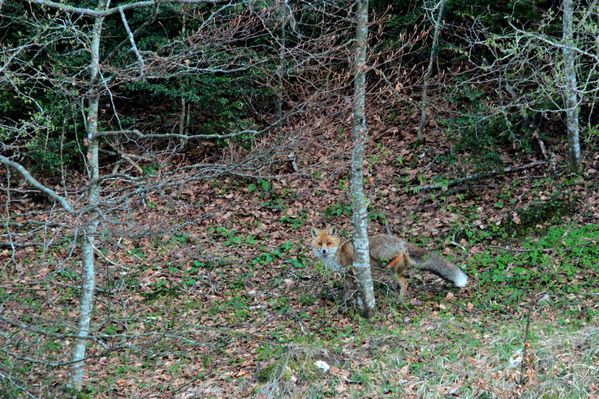 2014-05-16 Renard 008