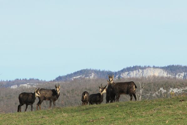 121228 Chamois 010