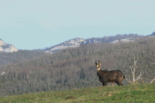 121228 Chamois 015