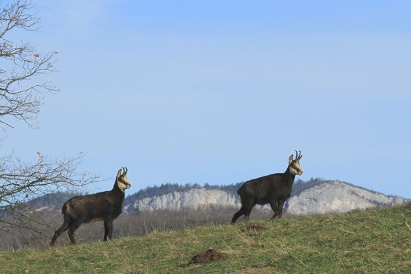 121228 Chamois 020