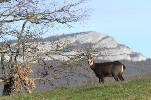 121228 Chamois 039