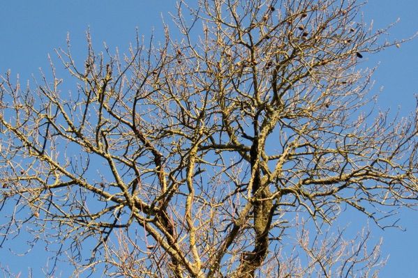 04a - Bouquet de branches