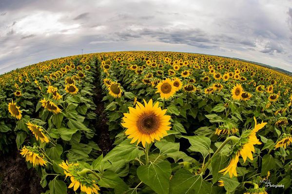 Tournesols-Australie.jpg