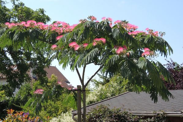 Albizia-1.jpg