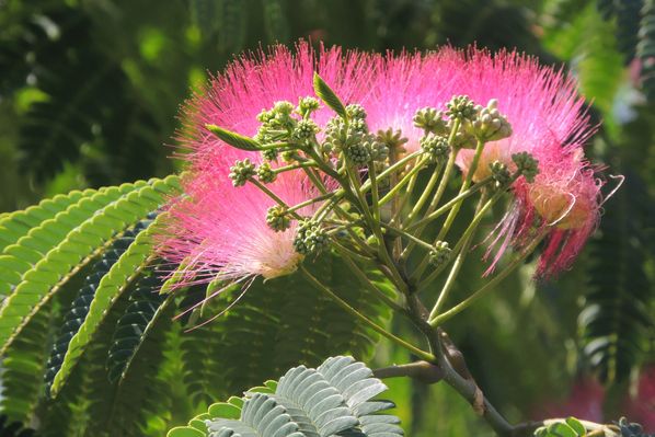Albizia 2