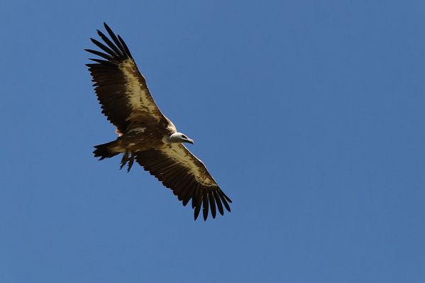 azur-2012 3117 vautour fauve 05 DxO