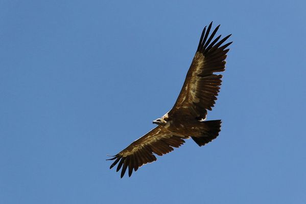 azur-2012 3133 vautour fauve 05 DxO