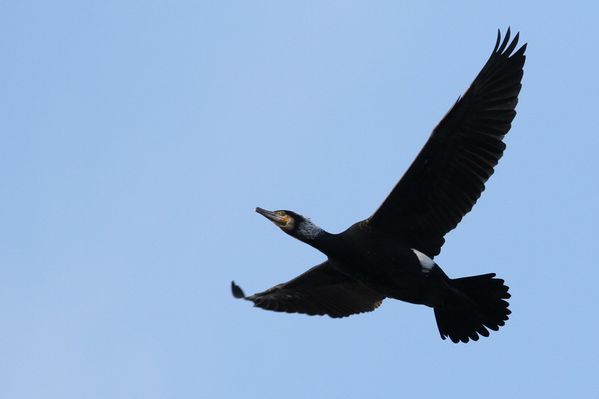photos8 0309 grand cormoran Vert le Petit 91