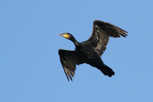 photos998 9638 2 grand cormoran Saclay 91