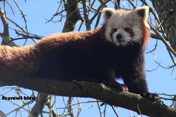 panda