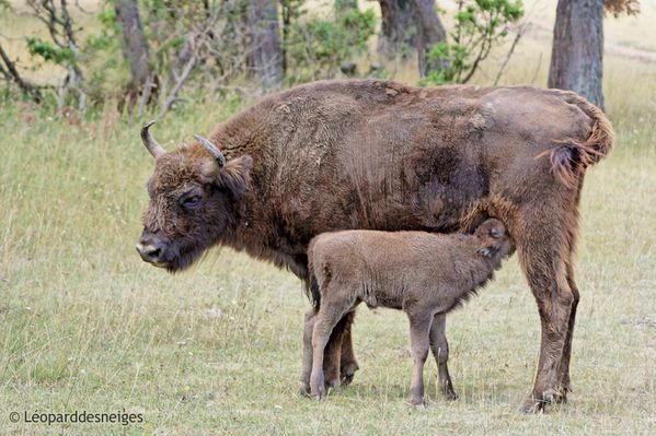 00 b09-29-1 Bison d'Europe 12