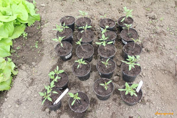 Plants de tomates