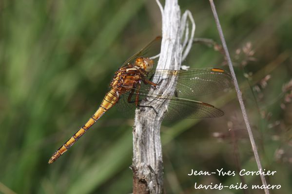 orthetrum-bleuissant 5761cc