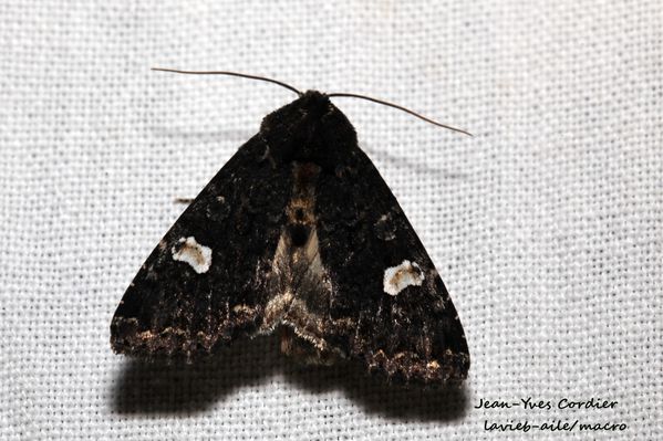 melanchra-persicaria 6585cc