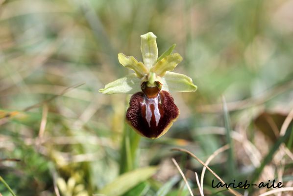 ophrys-sphegodes 3939c