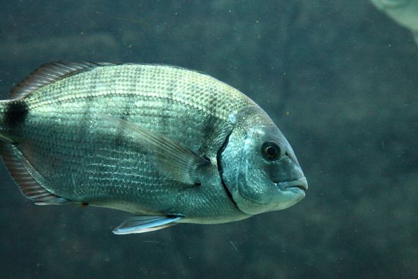 poissons-oceanopolis 1476c