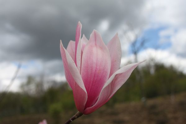 magnolia-spectrum.jpg