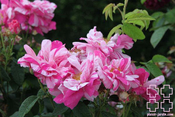 Rosa-gallica-Versicolor-pj.jpg