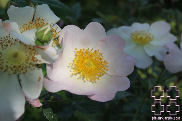 Rosa-gallica-macrantha--Waitziana---1--pj2.jpg