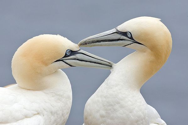 800px-Two_Gannets_edit_2.JPG