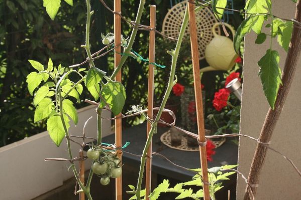 Tomates-bientot-la-recolte.jpg