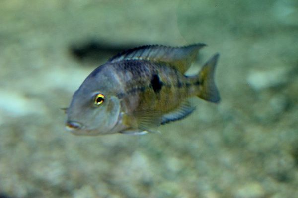 Amphilophus calobrensis