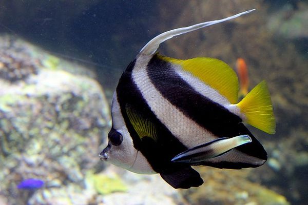 poisson cocher